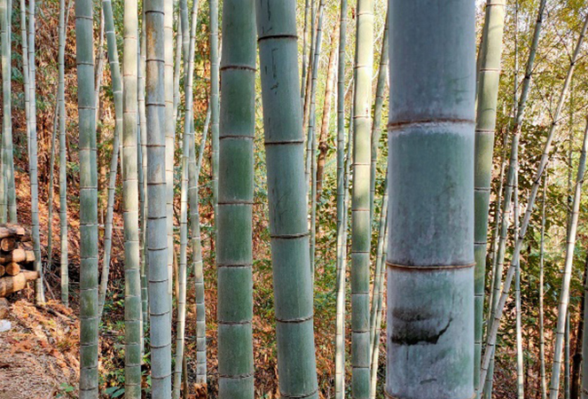 Ningguo Kuntai Bambu dan Kayu Co, Ltd.