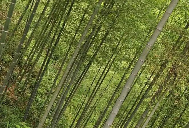 Ningguo Kuntai Bambu dan Kayu Co, Ltd.